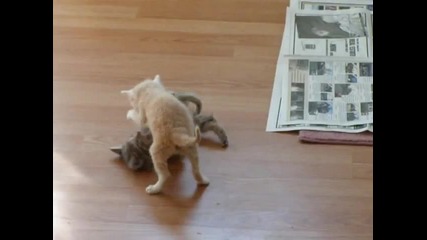 Котенце повраща докато други две си играят 