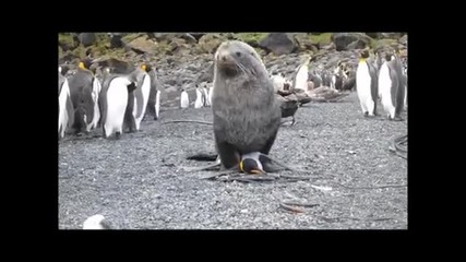 Тюлен и пингвин се натискат