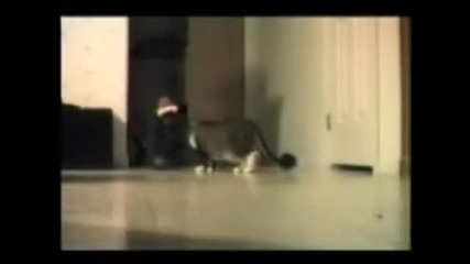 Много смешни котета 