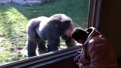 Човек получава ритник в лицето от горила