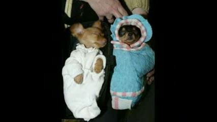 Sleepy Animals 