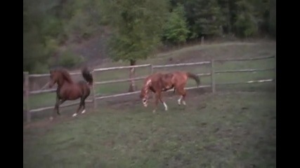 Paint Stallion _duke Double O Seven_