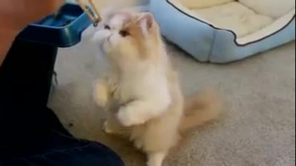Тази котка обича да я хранят