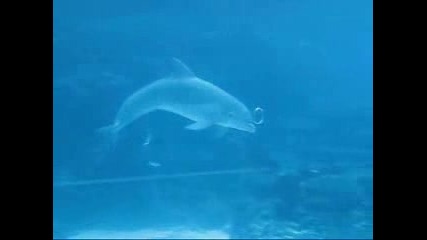 Делфини си играят с водни кръгове 
