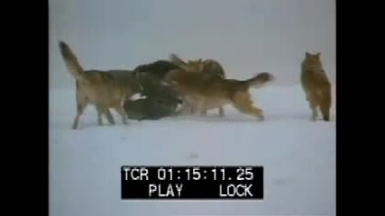 Wolf Pack - Wolves - Wolves Fighting - Best Shot Footage - Stock Footage