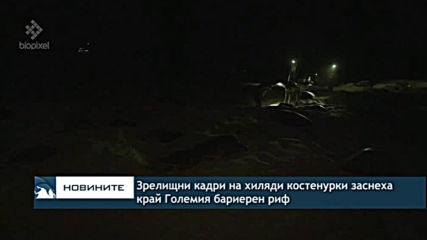 Зрелищни кадри на хиляди костенурки заснеха край Големия бариерен риф
