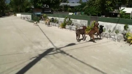 Trip to Manihi in Tahiti