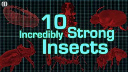 10 Невероятно силни насекоми...