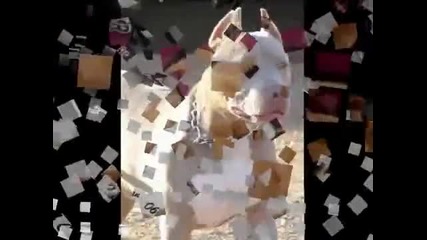 American Pit Bull Terriers