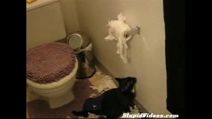 (смях) Лудо Коте В Тоалетната