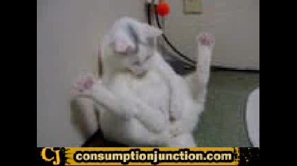 Котка Dj Много смях