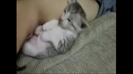 Смешен с животни