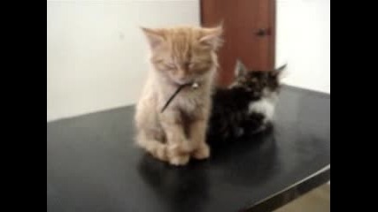 Две Много Яки Малки Заспали Котета