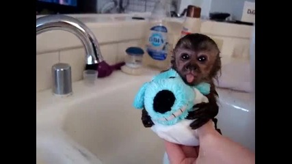 Сладко бебе маймунче си взима баня с плюшената си играчка