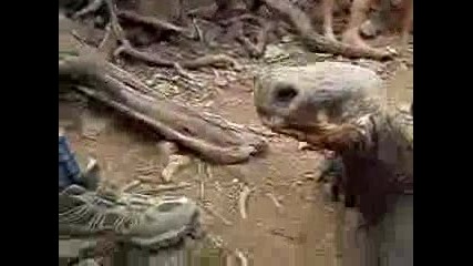 Костенурка Гигант