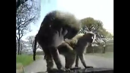 Какви маймуни само..