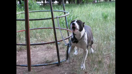 Pitbul