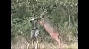 Разярен елен напада ловец