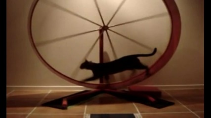 Котешки фитнес
