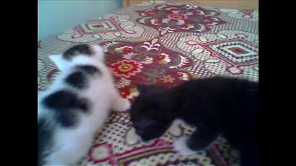 3 Sweet Kittens