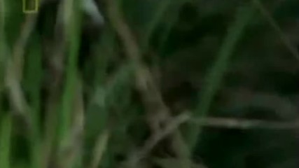 Basak Kedisinin Kus Avi Turkce Dublaj Belgesel Film Yonetmen 2017 Hd