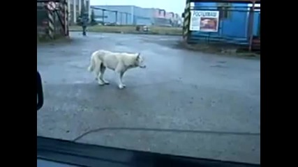 Сладко кученце танцува