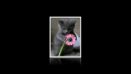 Сладки Котета