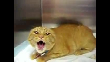 Evil Kitty 
