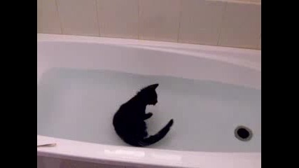 Плуващо Коте