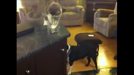Котка храни куче