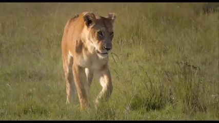 African Cats Field Guide 2 