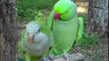 Kавга между папагали гаджета