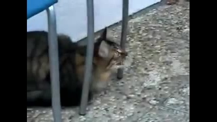 Умна котка :d