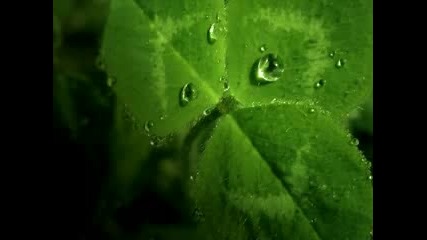 oen bearen - - no leaf clover [trance]