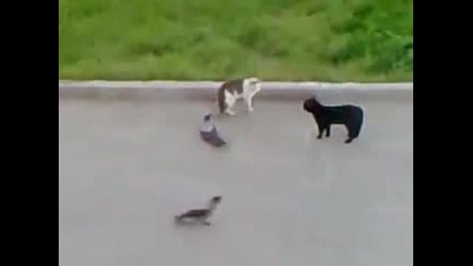 Бой на котки и гарвани!