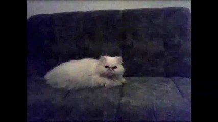 Harlem shake Cat style