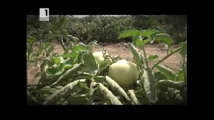 Афганистан - война и хвърчила