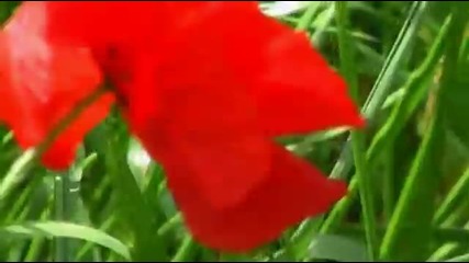 Poppies - Papaveri nel Vento 