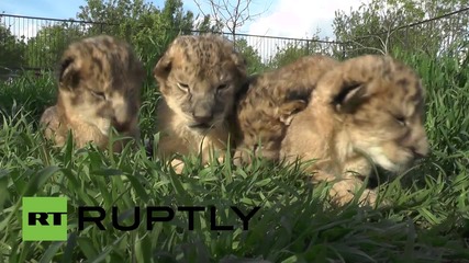 Четири новородени лъвчета в Тайган сафари парк на Кримския полуостров