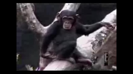 Любопитната Маймуна..funny Monkey Falls...