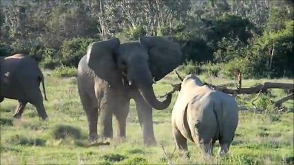 Слон проявява завидна интелигентност срещу носорог !