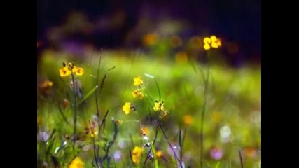Les fleurs sauvages R. Clayderman