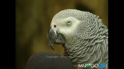 Папагалът Айнщайн
