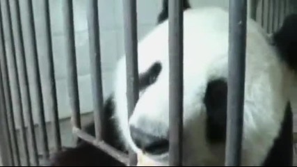 Панда изпада в стрес от силното земетресение в Китай !