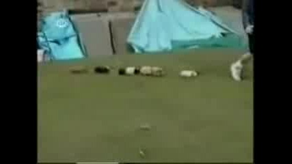 Crazy Animals
