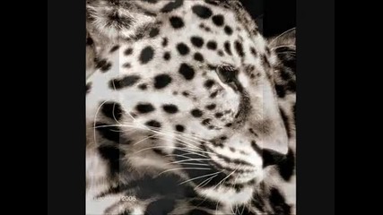 Save the Amur Leopard! 