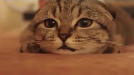 Котешки дневник!
