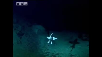 Rare life on the sea floor - The Abyss - Bbc Wildlife 