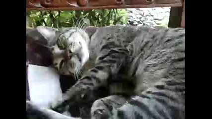Lazy Cat n Crazy