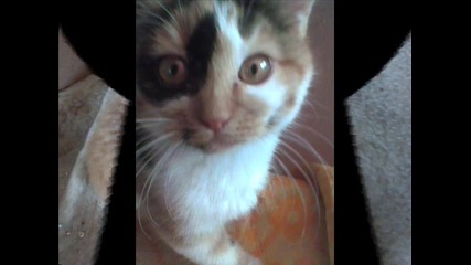 Kittens